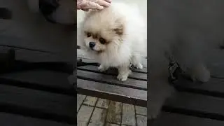 Померанский шпиц по кличке Тима гуляет со своей хозяйкой  #собака #dog