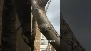 Banksy gives bare tree green leaves #banksy #streetart #ynuktv