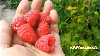 Карамелька-гиф