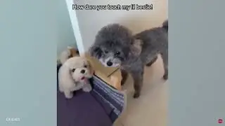 Funny dog compilations (part 2)