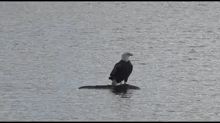 Eagle Meredith N.H.
