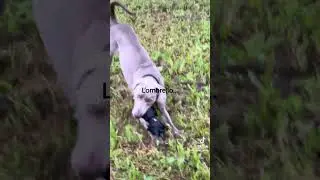 L’ombrello dammi l'ombrello
