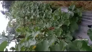 melon amanda tanaman 15 ribu batang bisa mencapai 30 ton penghasilan