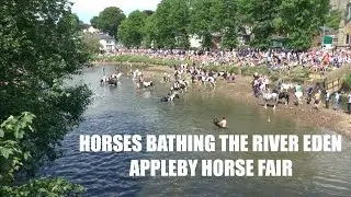 Horses Bathing The River Eden Appleby Horse Fair