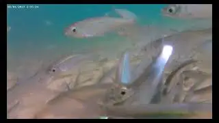 класс 13 ПОДВОДНАЯ видеосъёмка с красивыми разнообразными рыбами / и всё это под успокаивающую музик