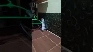 playing cat