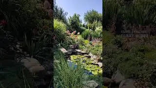 7 августа 🌞 в нашем саду #гортензия #сад #flowers #garden цветы #гортензиюкупить