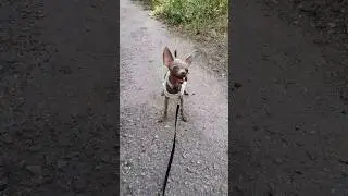 A day in the life of a blogger's dog 