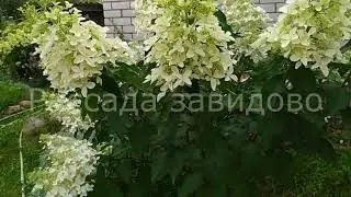 Гортензия Дигудо.(Perle d" Automne). Про посылки и отправки.