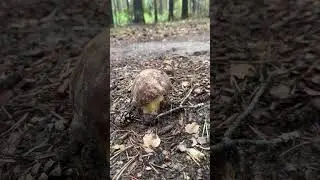 🍄‍🟫Бугровой белый гриб. Собираю грибы