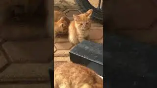kucing sarapa pagi...