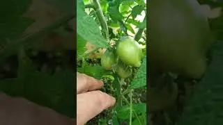Шуршу перед отпуском. Дача как хобби.