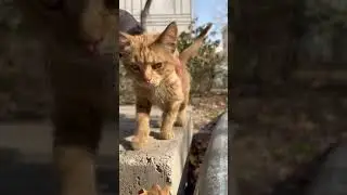 Abandoned kitten 😿