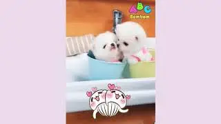 「絶対に笑う」あり得ないことをする犬★おもしろい犬のハプニング, 失敗画像集 #37