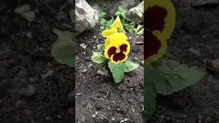 Дарите женщинам цветы,не устану я повторять! Дружим