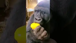 This gorilla is enjoying his crunchy pepper!  