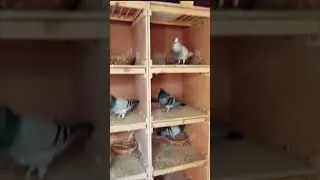 THE BOYS….. #pigeonlover #pigeonracing #pigeon #pigeons