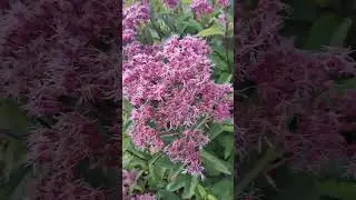 Посконник Фантом в моем саду