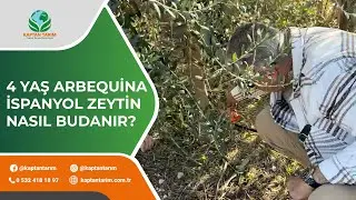 4 YAŞ ARBEQUİNA İSPANYOL ZEYTİN NASIL BUDANIR?