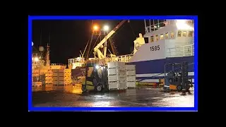 Líflegt á höfninni í haust