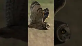 Short Eared Owl #wildlife #wildlifecamera #birds #owl  #animals  #wildlifefilm