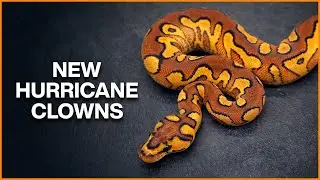 New HURRICANE Clown Combos for 2024!