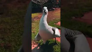 #goose #ducks #duckfarm #birds #birdslover #beauty  -Pets Paradise