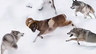 Wolves Are Shocked By This Ram! Mouflon – Mountain Acrobat Who Knows No Fear!