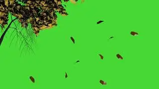 wind blows and the leaves fall Green screen  | Green Screen Video vfx  effect