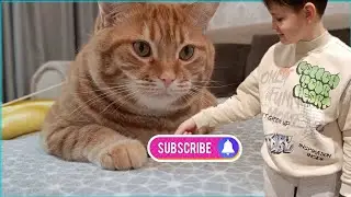 МОИ КОСМИЧЕСКИЕ КОТЫ !