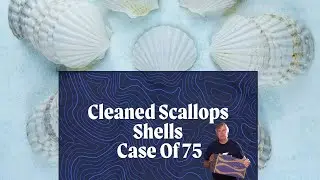 Cleaned Scallops Shells - Case Of 75