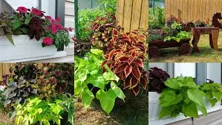 Floral arrangements in my courtyard. Review, July 9, 2024, Vladimir Oblast.