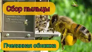 Собираем золотой песок. Сбор пчелинной пыльцы (обножка)