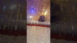 shadiczn#short#shadi#golden#short funny