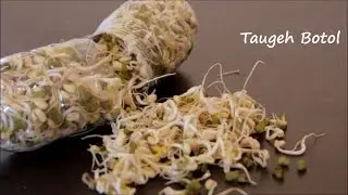 Taugeh Botol