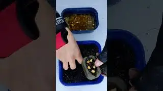 готовим флэтфидер. как приготовить Флэт? добавь кукурузу на карпа#рыбалка #флэтфидер #feederfishing