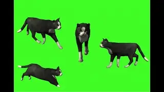 Green screen black and Waite cat cartoon make movies and stories no copyright