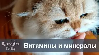 😋 Пищевые добавки: витамины, минералы, вещества