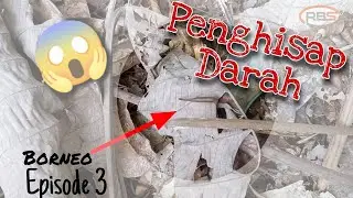 WASPADA !! Hewan Penghisap Darah, Pacet Kalimantan // TIMBER CRUISING SURVEY "Episode 3"