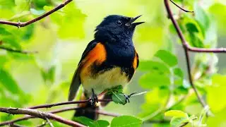 Managing Trees and Public Spaces for Wildlife