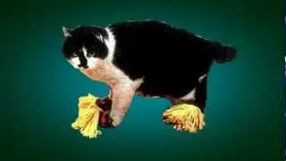 Гении наших дней - котошвабра