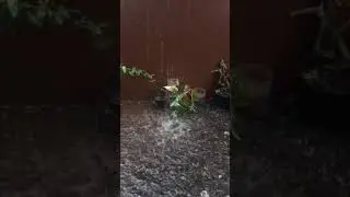 Raining ☔️ evening SJTUTORIALSLIVE 