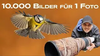 Photographing birds in flight - 10,000 attempts for the perfect photo