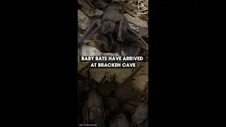 Baby Bats
