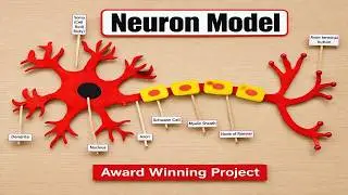 neuron structure model making project  DIY | howtofunda  | science project | still model