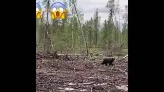 Не бойся.🐻