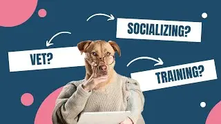 Your Ultimate Dog Q&A Guide! 🐶