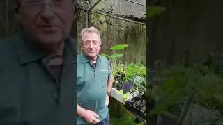 Alocasias - Awesome to Alternate with Some Unique Garden Ideas - Paradise Distributors
