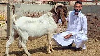 Biggest Boer Goat Farm of Pakistan | Complete Documentary