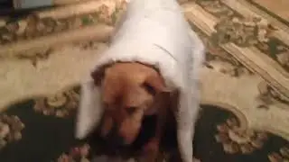 Когда собачка хочет спать...